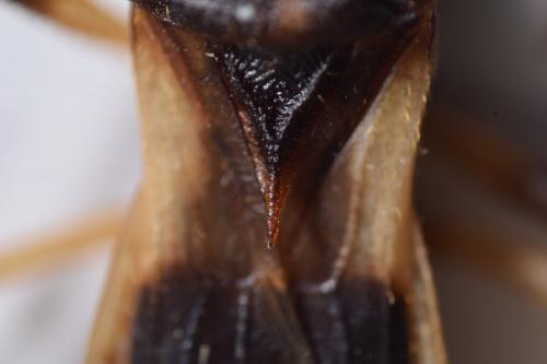 Reduvius ciliatus
